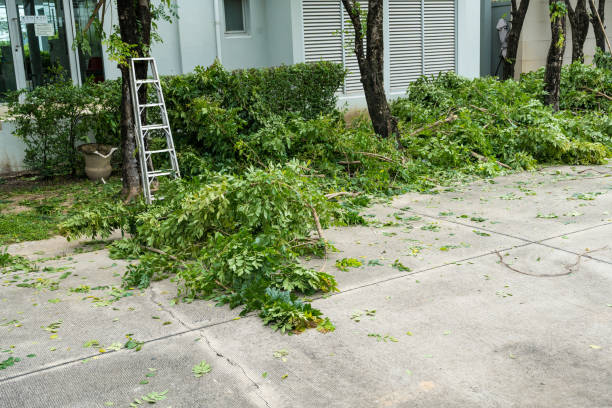 How Our Tree Care Process Works  in  Lakeside Park, KY