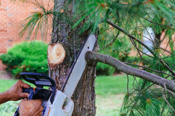 Best Palm Tree Trimming  in Lakeside Park, KY